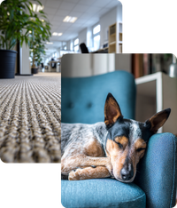 image of a dog curled up
        on an armchair